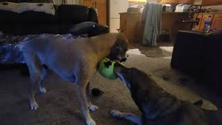 Dogs Video - New Pumpkin from McBrides