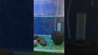 Arowana Fish #arowana #fish #aquarium #youtubeshorts