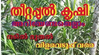 തീറ്റപ്പുൽ കൃഷി /FODDER GRASS FARMING