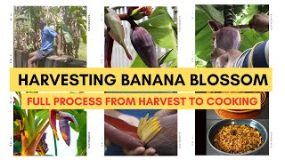 BANANA BLOSSOM | HARVESTING & EATING | FARMING #harvest #eating #cooking #goanvlog #goanvlogger