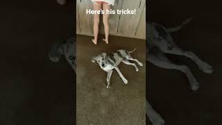 He is so talented #viral #shorts #puppy #viralvideo #dog #funny