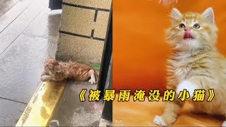 小奶猫被积水淹没，男子及时把它救下，没想到长大后颜值这么漂亮 【一笑汪吖】