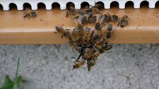 Les abeilles s'attaquent violemment à un frelon