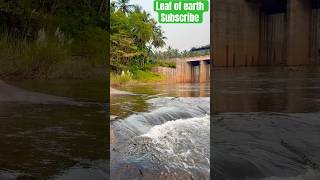 Payaswini River kallumutlu Dam Sullia #river #water #watersounds #small #nature #love #mustwatch