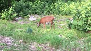 Killbear PP deer watch 2017