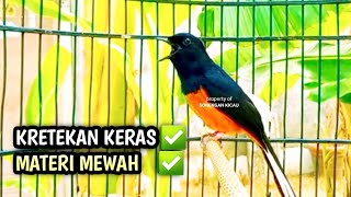 MURAI BATU GACOR AMPUH BUAT PANCINGAN MURAI BATU AGAR BUNYI CEPAT BIKIN MURAI BONGKAR MATERI