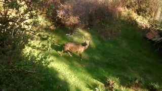 Deer on bray head!