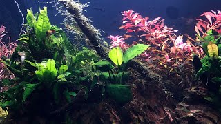 My planted tank. Overgrown plants. Trimming aquatic plants