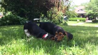 Basset puppy slo mo