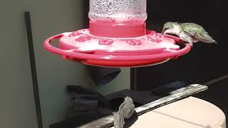 Humming bird Visits Feb 14 2022