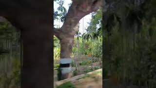 Musafir hai hum @short video mettupalam to coonoor