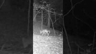 Coyote Drops Scent on Trail #shorts #shortsfeed #wildlife #coyote #daveshsb