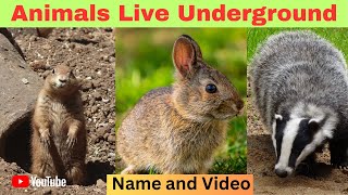 Underground Animals | Animals That Live Underground | geographic animals - Kids Learning