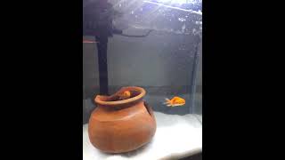 Beauty of Goldfish | UltraHD Aquarium Relaxing | Super beautiful goldfish #goldfish #fishtanksetup