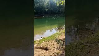 Morning by the river #relaxing #nature #river #vrbas #banjaluka #shorts