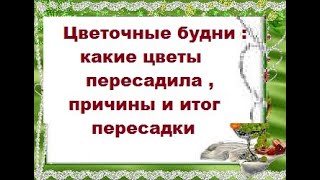 Цветочные будни : какие цветы прересаживаю , причина и итог пересадки + немного цветущих малышей