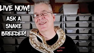 Live Now! Ask A Ball Python Breeder Anything!