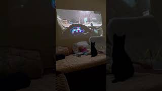 Cat watching videos #shorts #funny #cats