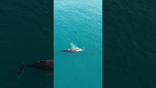 Breathtaking Humpback Whale Drone footage #shorts