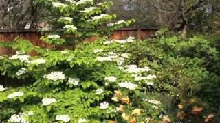 Viburnum plic tomentosum 'Mariesii' - Double File Viburnum