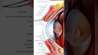 👁️ Eye diagram hole parts name || आंख के सभी पार्ट्स का नाम #eyes #facts #eyedrawing