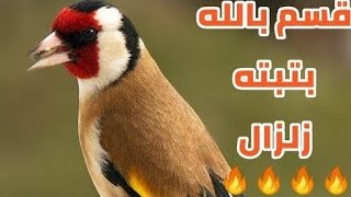 بإذن الله بتبتة مجنووونة 🔥 اتحداك اذا ما نطق حسونك + فراخ الكناري