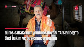 Güreş Sahalarının Yenilmez Devesi "Arslanbey"e Özel Bakım ve Beslenme Programı