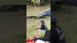 Ikan Gurih Ini Ternyata Makan Uler Kandang #shorts