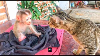 Wow ! Amazing time with cute baby monkey Ella and Pet Cat !