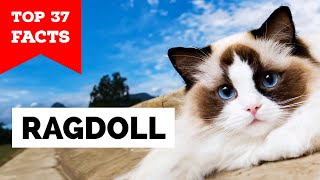 99% of Ragdoll Owners Don't Know This