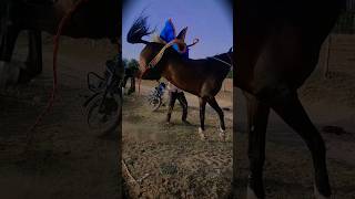 lehnga pe bole mor #song #dance #stallion #indianhorse #marwarihorse #shortsfeed #ytshorts