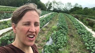 A field of tiny greens transformed by food weather