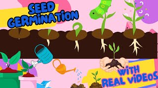 Seed Germination|#cuckookids #kids #science #children