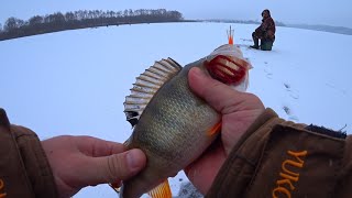 Зимняя рыбалка на балансир! Ловля крупного окуня на балансир! Рыбалка на Оке 2021-2022!