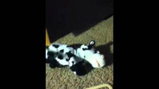 Laughing freaking funny cow