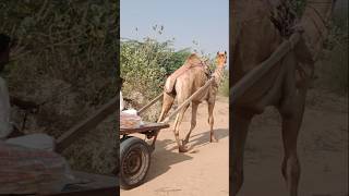 The camel is running #animals #tharwildlife #camel #shortvideo