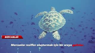 Sualtı Dalışıyla Mercan Resifleri - 4K Video