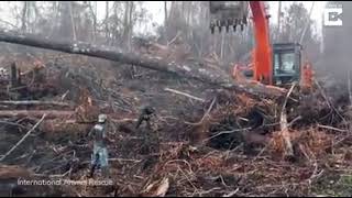 An Orangutan tries to fight off a bulldozer destroying his forest #shorts