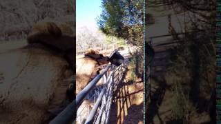 Camel Takes food bucket