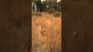 Wild Dog Lure Deer Into Trap #wilddog #deer #animals #wildanimals #shorts #trap