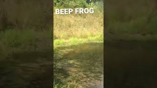 Frog says “beep” before jumping into pond