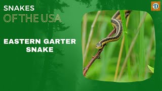 EASTERN GARTER SNAKE