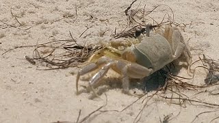 🦊Stealthy Beach Ninja! Incredible Camouflaged Sand Crab in Florida Masterfully Vanishes from Sight!