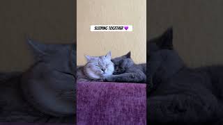 Cat couple 💜 #cat