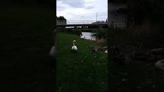 Chill like Swan Family | #swan #short #shortvideo #shorts #youtube #reels