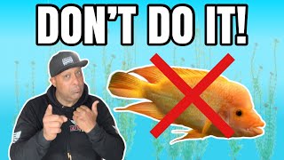 BE CAREFUL WHEN BUYING THIS AQUARIUM FISH!