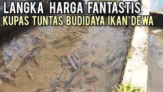 Kiat Sukses Budidaya Ikan Dewa, Panduan Praktis Bagi Pemula