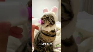 Why do they do this to cats?