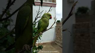 Talking parrot|metho talking parrot vedio#parrot #parrottalking #parrotlover #parrotfood #parrotday