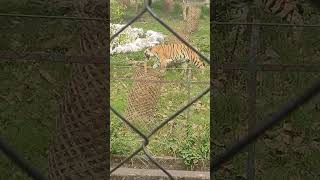 KOLKATA ALIPUR ZOO#tiger#khushi #shortvideo